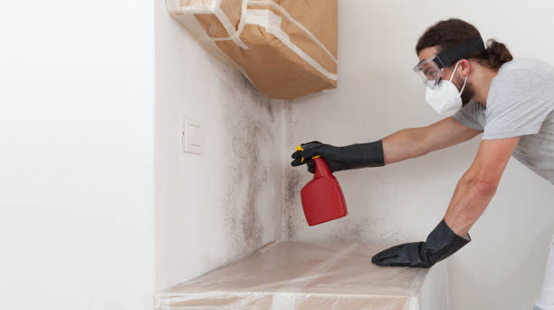Professional Basement Mold Remediation technician working in Reisterstown, MD
