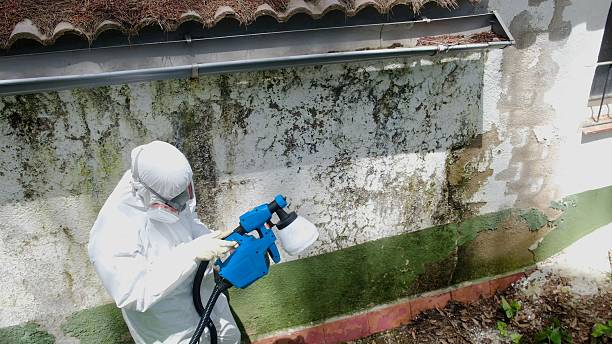 Top rated local Basement Mold Remediation specialists in Reisterstown, MD